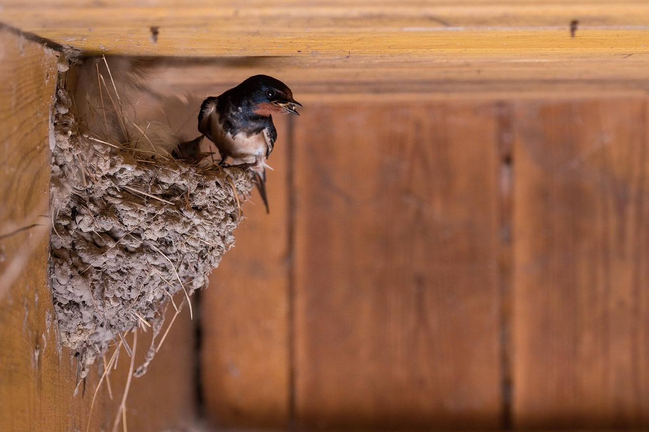 Barn Swallow (FIRST Sighted)